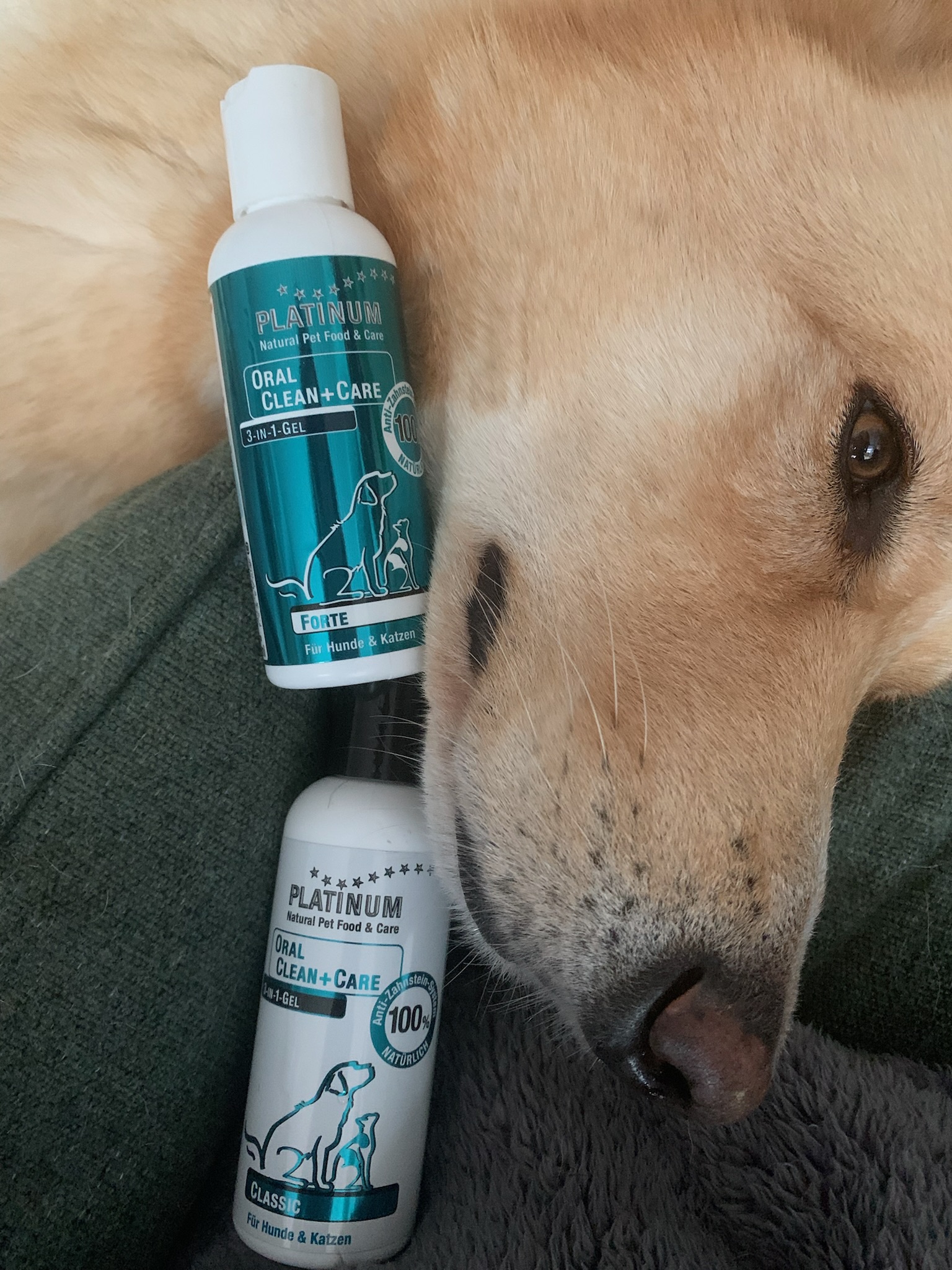 Oral Clean Care Summer 1 Pepper Paws Pepper Paws